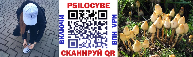 наркота Холмск Галлюциногенные грибы Cubensis